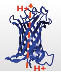 H. pyloris OMPLA kan være involvert i protontransport