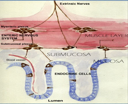 Figur 1. Skjematisk oversikt over mage-tarm-kanalens nevroendokrine system.