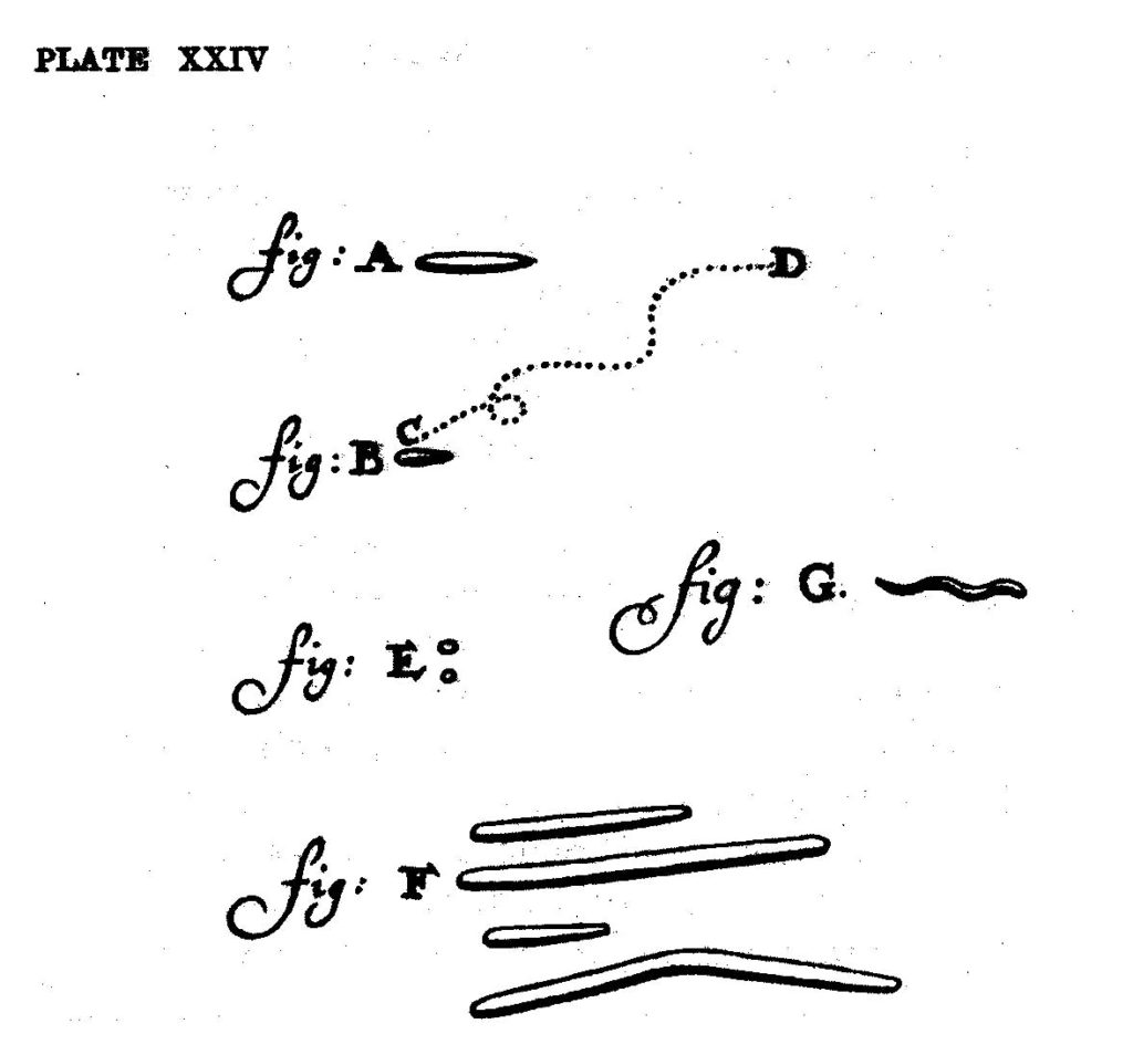 Figur 1. Mikroorganismer ble første gang observert og beskrevet av Anton van  Leeuwenhoek (1632 – 1723). Denne  tegningen ble publisert i Philosophical Transactions of the Royal Society i 1684. Mikroben som er gjengitt i figur B har tilsynelatende et noe forunderlig «ganglag» (C → D), og det er fristende å spekulere på om den kan være alkoholpåvirket.