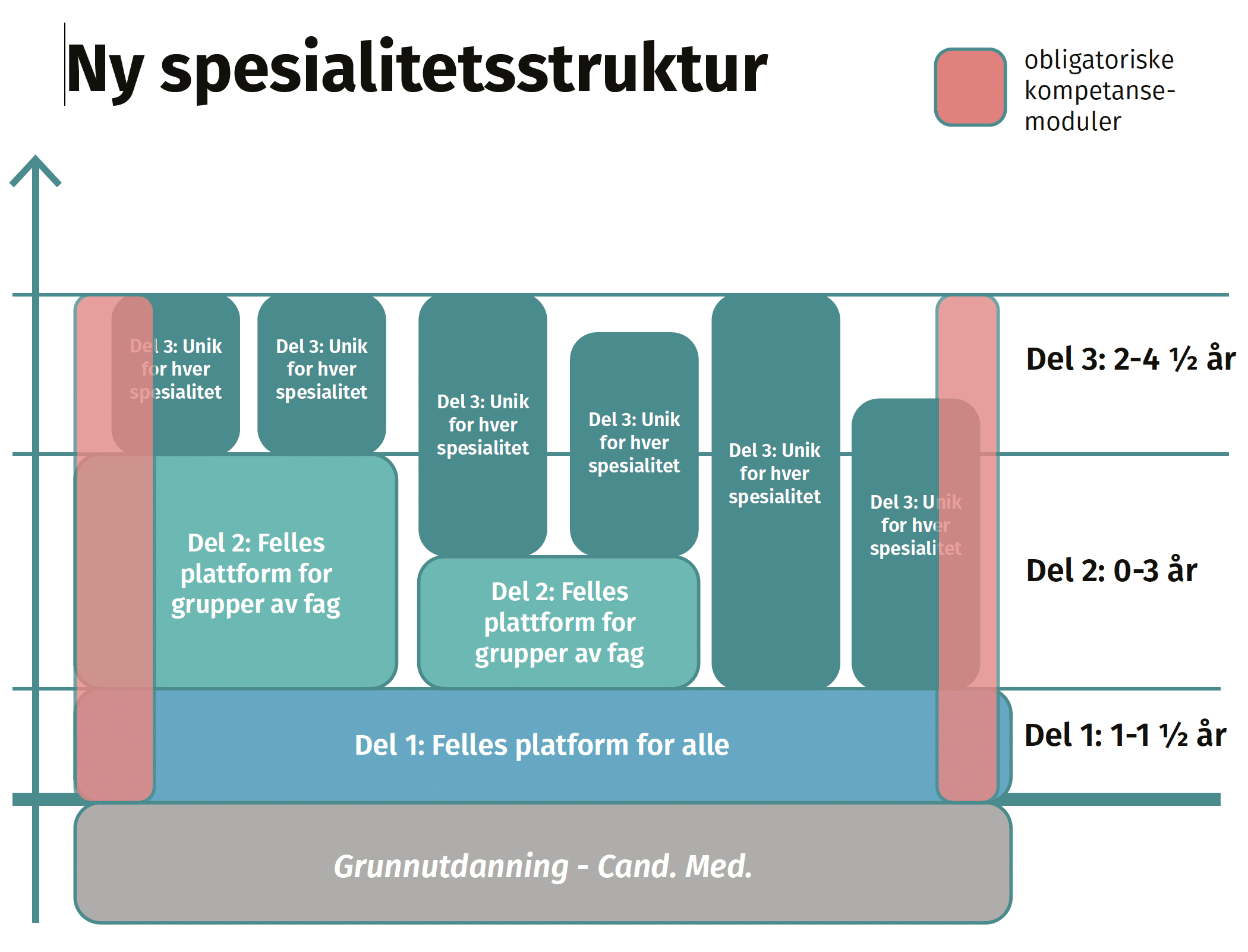 Hvordan fungerer den nye spesialistutdanningen i fordøyelsessykdommer